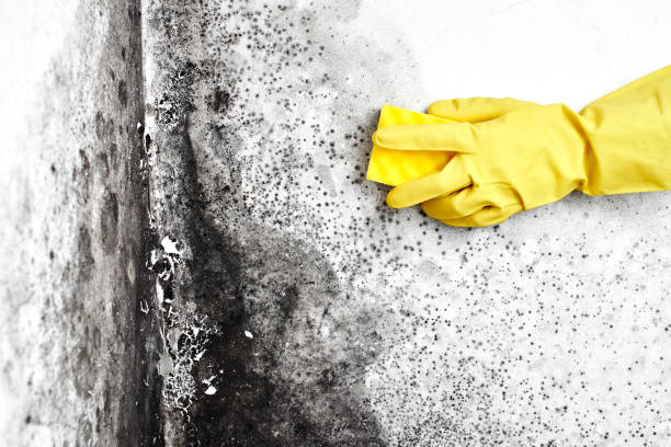 Best Residential Mold Remediation in Gerald, MO